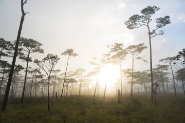 günbatımı manzara çam ağacı orman. Phu Soi Dao Milli Parkı, 