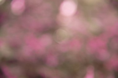 Mor doğal bokeh, bulanık bokeh doğa arka plan. 