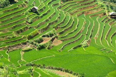Tarım yeşil pirinç tarlaları ve dağda teraslı pirinç 