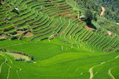 Tarım yeşil pirinç tarlaları ve dağda teraslı pirinç