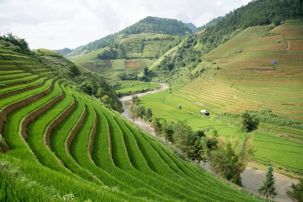 Agriculture Green Rice fields and rice terraced on mountain