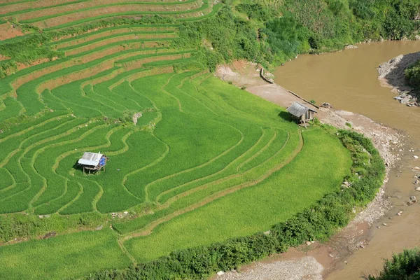 Agricultura Campos de arroz verde e arroz em socalcos na montanha — Fotografia de Stock
