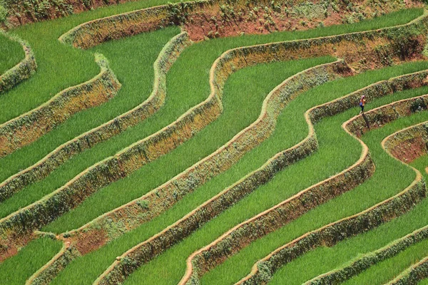 Agriculture Green Rice fields and rice terraced on mountain