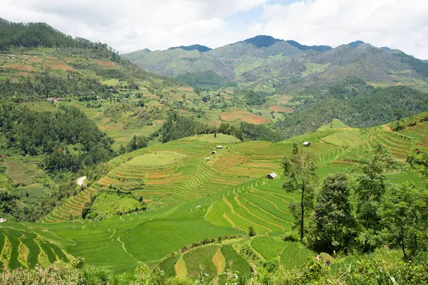 Tarım yeşil pirinç tarlaları ve dağda teraslı pirinç 