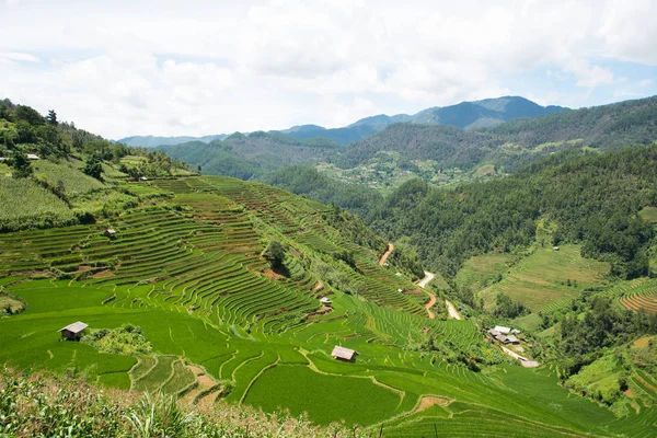 Tarım yeşil pirinç tarlaları ve dağda teraslı pirinç 