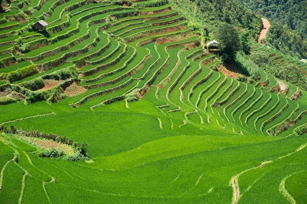 Tarım yeşil pirinç tarlaları ve dağda teraslı pirinç