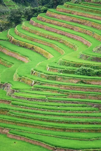 Agriculture Green Rice fields and rice terraced on mountain