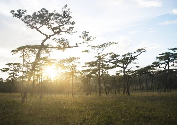 günbatımı manzara çam ağacı orman mor çiçek. 