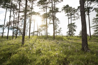 günbatımı manzara çam ağacı orman mor çiçek.