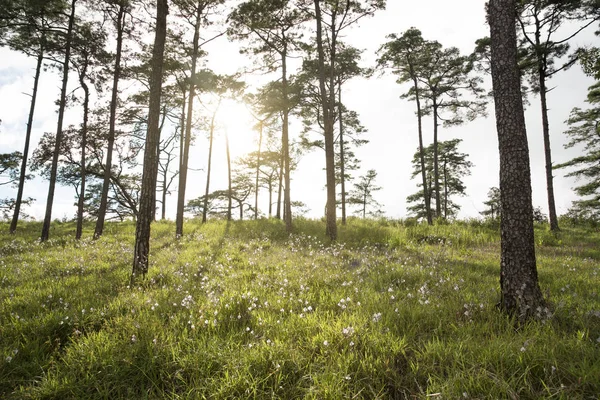günbatımı manzara çam ağacı orman mor çiçek.