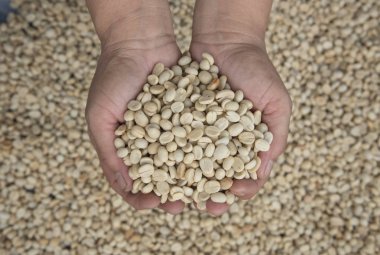 Yeşil kahve çekirdekleri arka plan için hammadde tutan el.