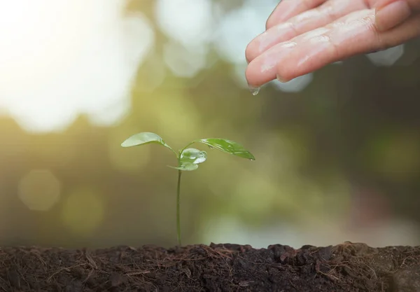 Agricultor mano regar plántulas jóvenes en el suelo para el cultivo . — Foto de Stock