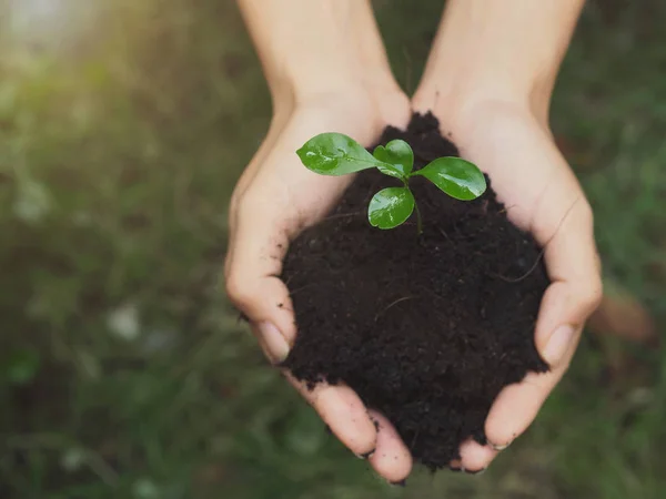 Agricultor mano tenencia de plántulas y suelo para la agricultura de plantación . — Foto de Stock