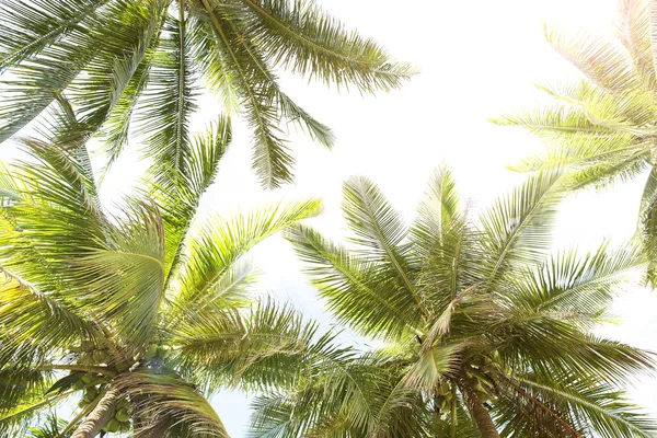 热带海滩上的天然绿棕榈叶, 阳光照射。夏天 — 图库照片