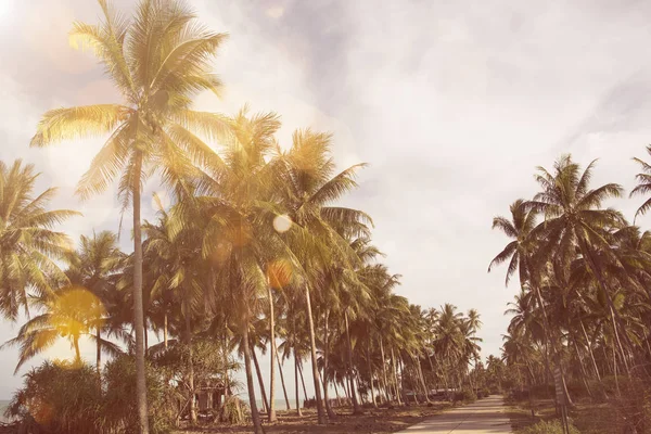 Természet zöld Pálma levél trópusi tengerparton a napfény. Nyári — Stock Fotó