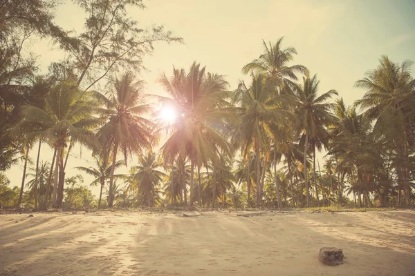 Natureza folha de palmeira verde na praia tropical com luz solar. Verão — Fotografia de Stock