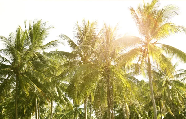 Natureza folha de palmeira verde na praia tropical com luz solar. Verão — Fotografia de Stock