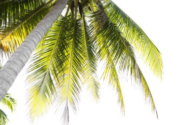 güneş ışığı ile tropik sahilde doğa yeşil palmiye yaprağı. Yaz 