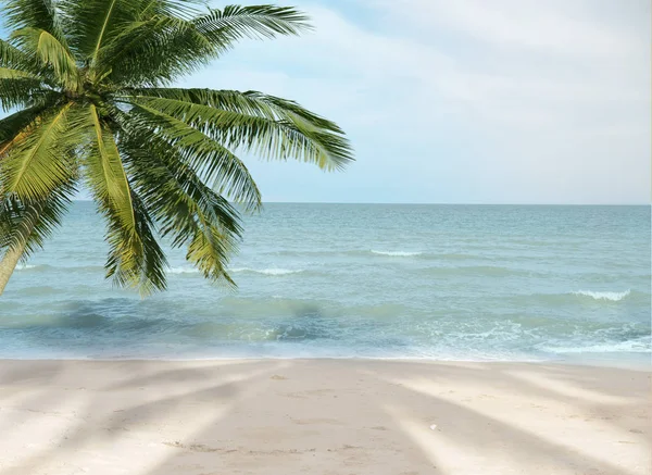 Natureza folha de palmeira verde na praia tropical com luz solar. Verão — Fotografia de Stock