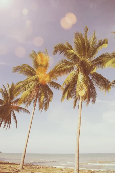 Natureza folha de palmeira verde na praia tropical com luz solar. Verão — Fotografia de Stock