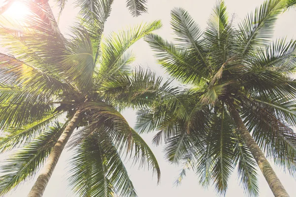 Natureza folha de palmeira verde na praia tropical com luz solar. Verão — Fotografia de Stock