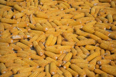 Kurutulmuş Mısır gevreği hammadde Gıda için hasat.