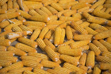 Kurutulmuş Mısır gevreği hammadde Gıda için hasat.