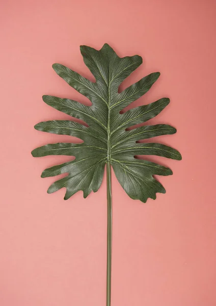Top view nature tropical monstera palm leaf on pink background. — Stock Photo, Image