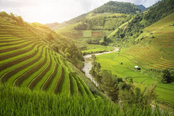 Zemědělství zelená rýžová pole a rýže terasovitě na hoře — Stock fotografie