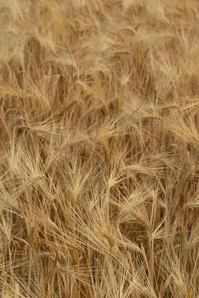 Golden Barley Field Harvesting Period Agriculture Background — Stock Photo, Image