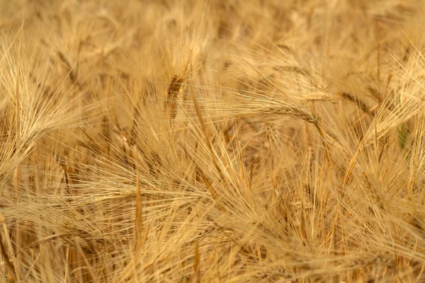 Gyllene Kornfältet Skördeperiod Och Bakgrund Inom Jordbruket — Stockfoto