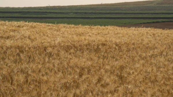 Gyllene Kornfältet Skördeperiod Och Bakgrund Inom Jordbruket — Stockfoto
