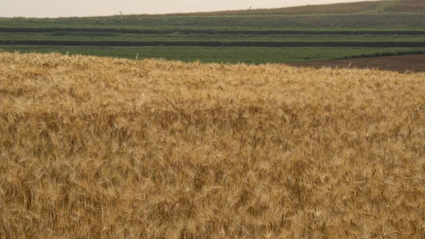 Campo Cevada Dourada Período Colheita Antecedentes Agrícolas — Fotografia de Stock