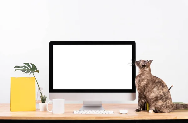 モックアップ空白の画面デスクトップコンピュータと木製のテーブルと白い壁の背景に猫の動物と装飾 — ストック写真