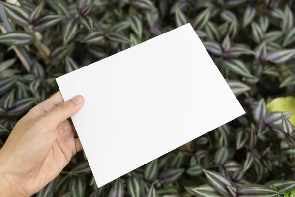 Main Tenant Papier Blanc Sur Nature Feuille Verte Pour Publicité — Photo