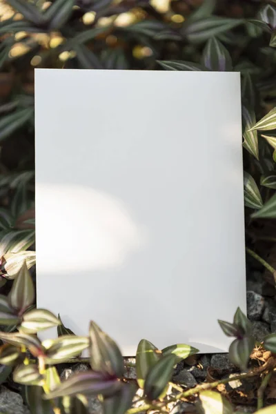 Carte Papier Blanc Sur Nature Feuille Verte Pour Publicité Texte — Photo