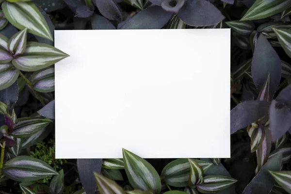 Fehér Papír Kártya Zöld Levél Jellege Mockup Design Szöveges Reklám — Stock Fotó