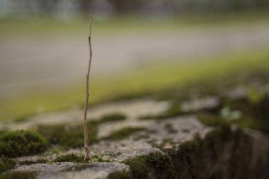 Bulanık yeşil gri arka plan üzerinde yalnız kuru fışkın