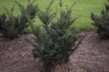 Parkta İngilizce yew çalıların