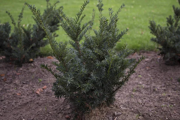 Parkta İngilizce yew çalıların