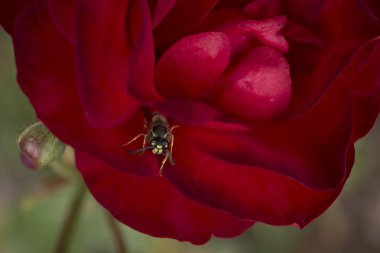 Bir eşek arısı closup ile kırmızı kırmızı gül