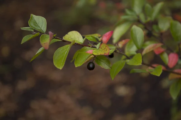 Schöner farbenfroher Zweig aus glänzendem Cotoneaster — Stockfoto