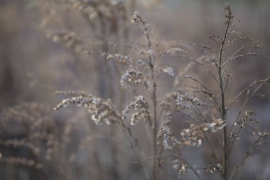 Güzel kuru soldu dondurulmuş kış bitkileri arka plan