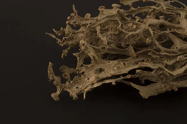Kurutulmuş ramalina fraxinea veya kıkırdak liken closeup arka plan