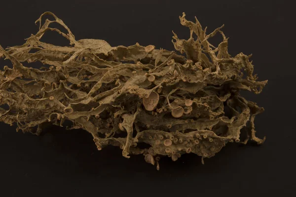 Kurutulmuş ramalina fraxinea veya kıkırdak liken closeup arka plan