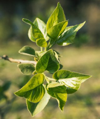 mor leylak, menekşe çiçekleri, leylak çiçekleri, şırınga vulgarisi, p