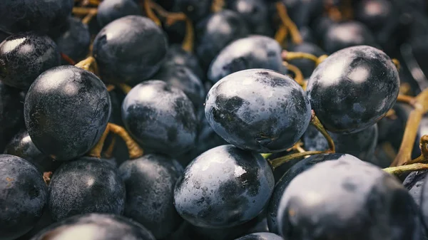 Долина річки, виноградник, тарілка макро, виноградні грона, виноградні грона, макрофотографія, червоний виноград — стокове фото
