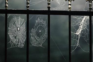 halloween holiday, spooky tree, jumping spider, ebook, backgroun