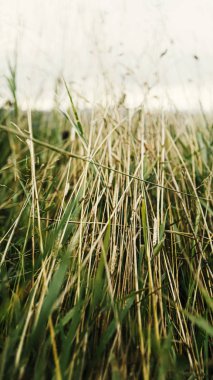 Yaşam Yolu, Yaşam Seçimleri, Hedef Başarı, Numeroloji, İç Derece