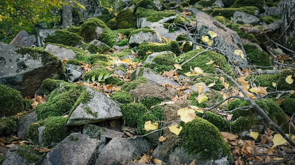 青苔覆盖，石山，鲜绿色，无缝，火山熔岩罗 — 图库照片